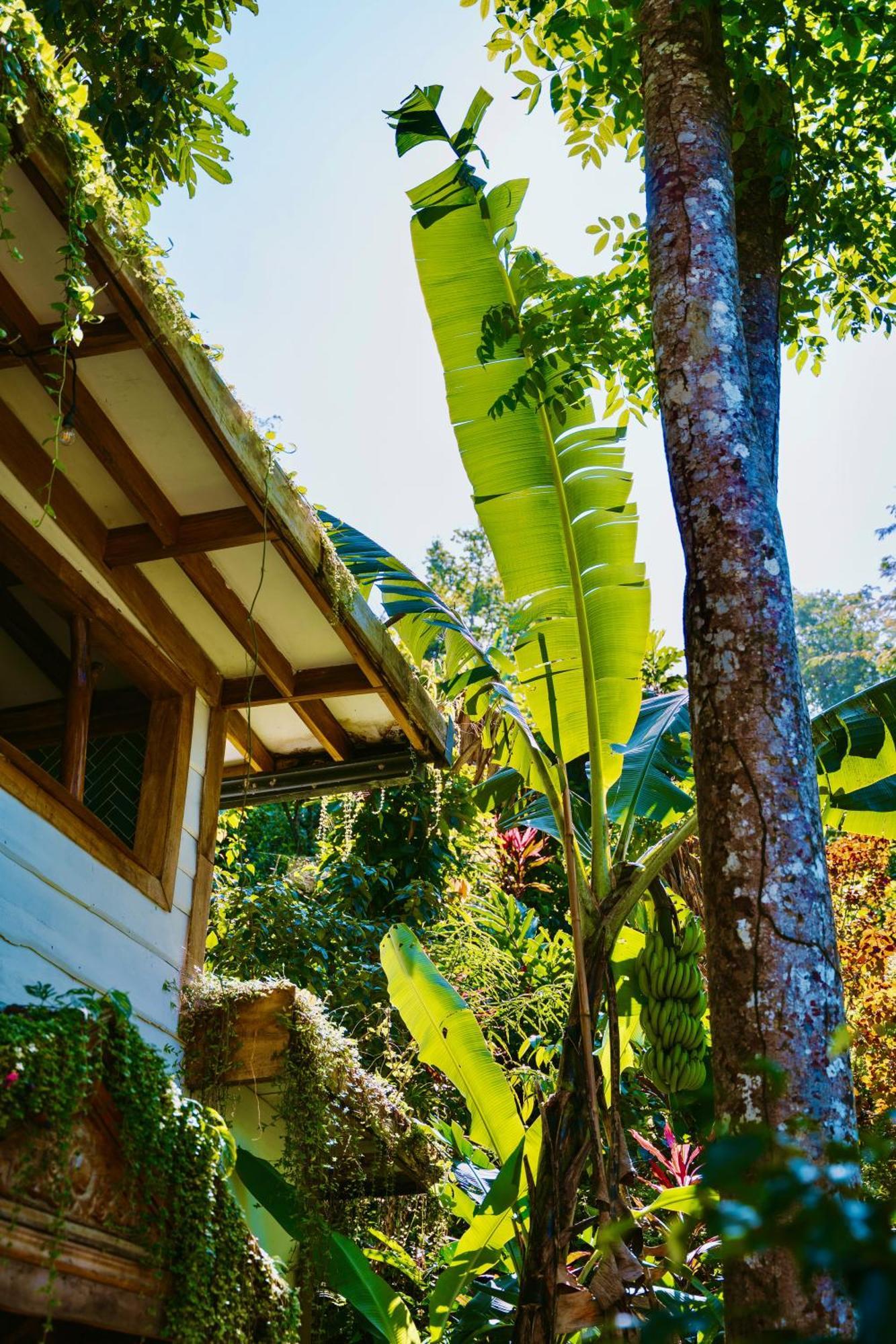 Villa Jungle Spirit Treehouse Cahuita Esterno foto