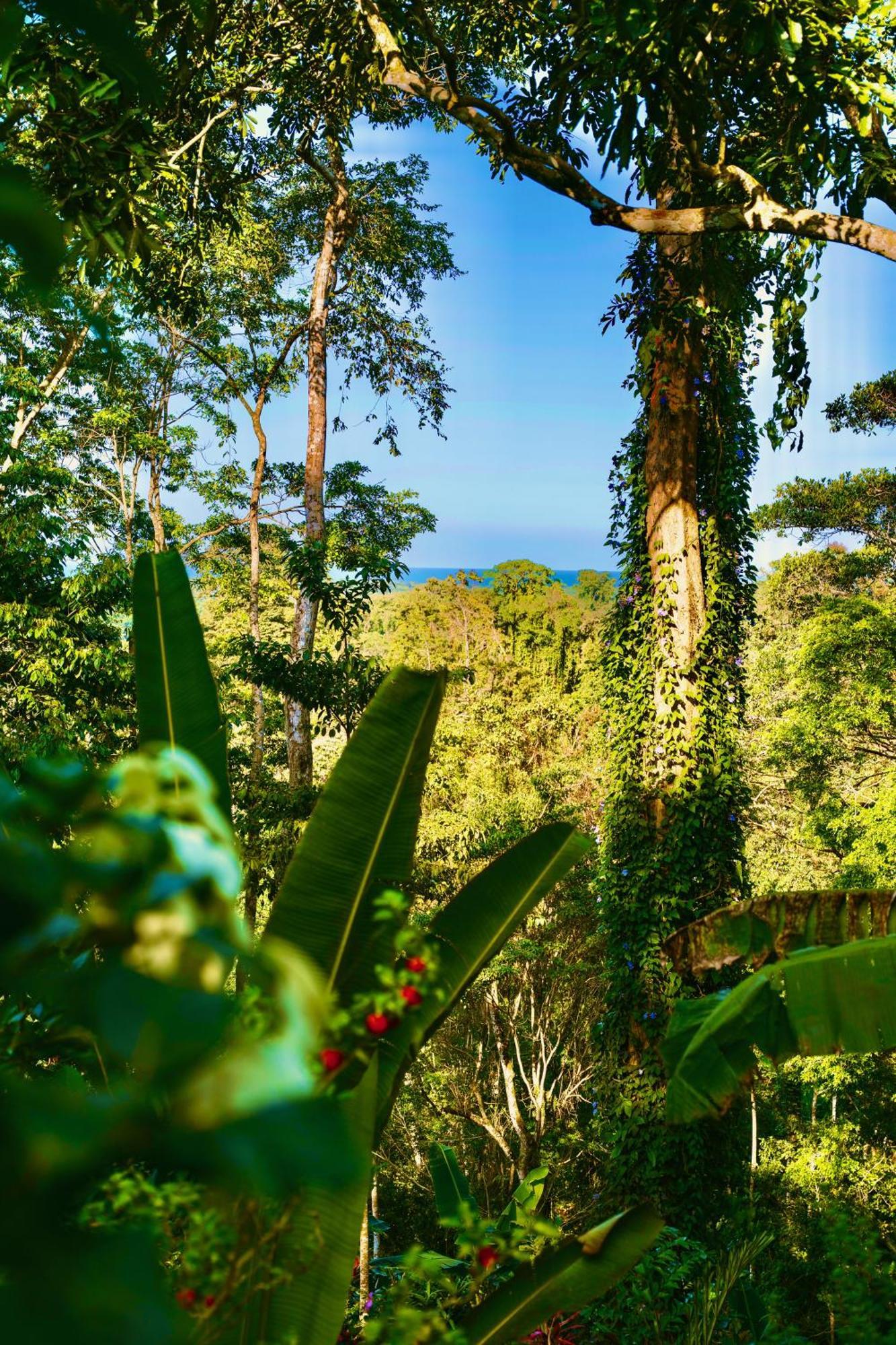 Villa Jungle Spirit Treehouse Cahuita Esterno foto