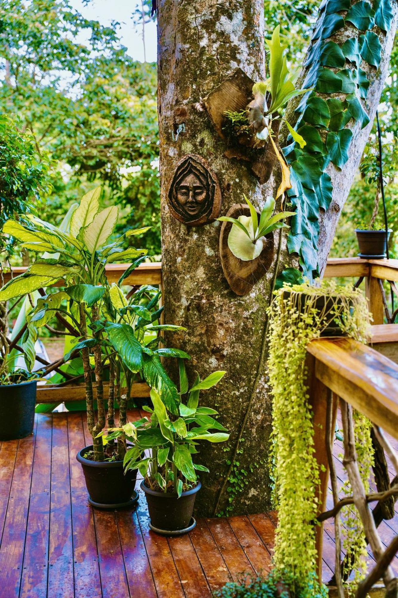 Villa Jungle Spirit Treehouse Cahuita Esterno foto