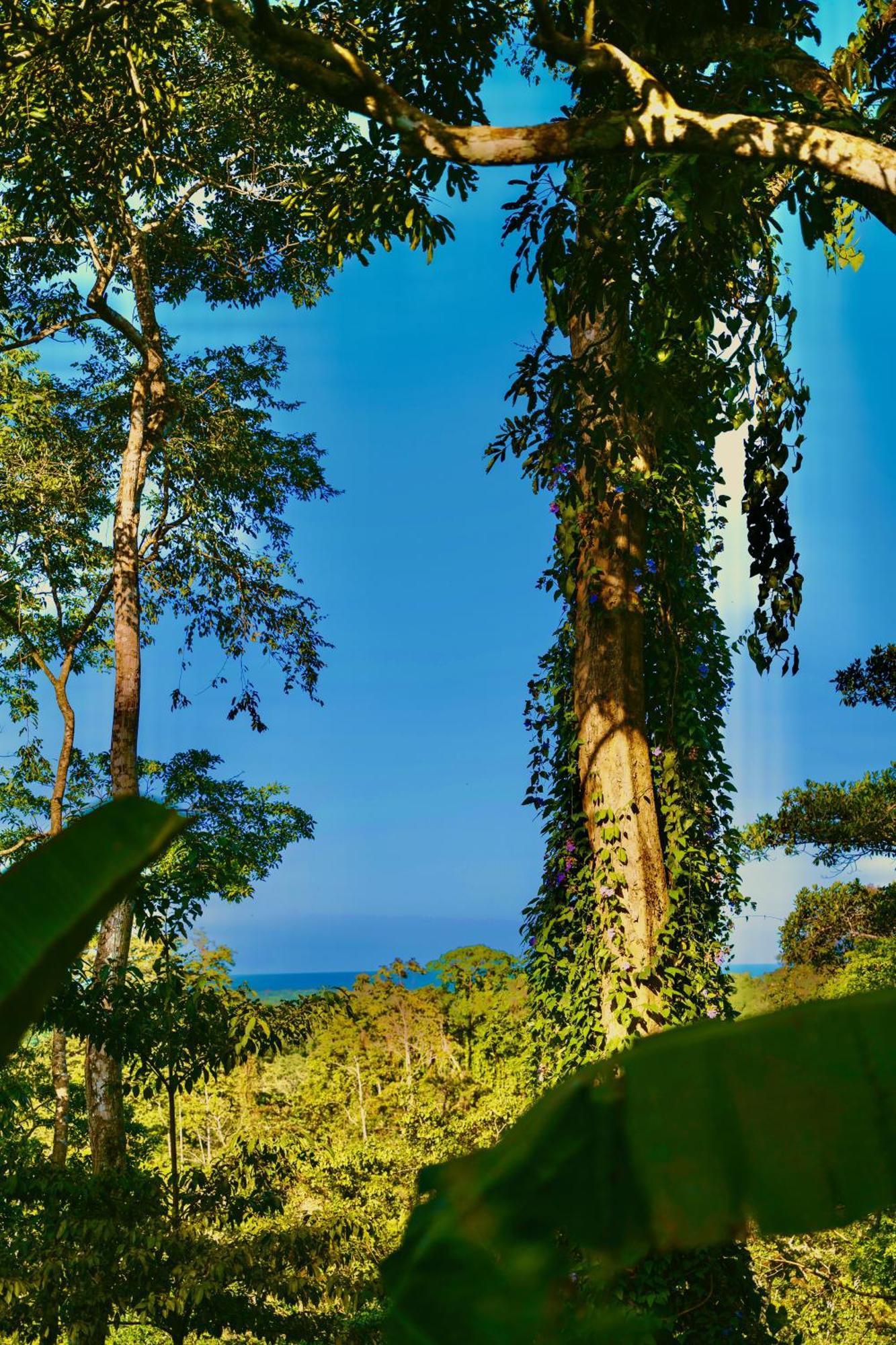 Villa Jungle Spirit Treehouse Cahuita Esterno foto