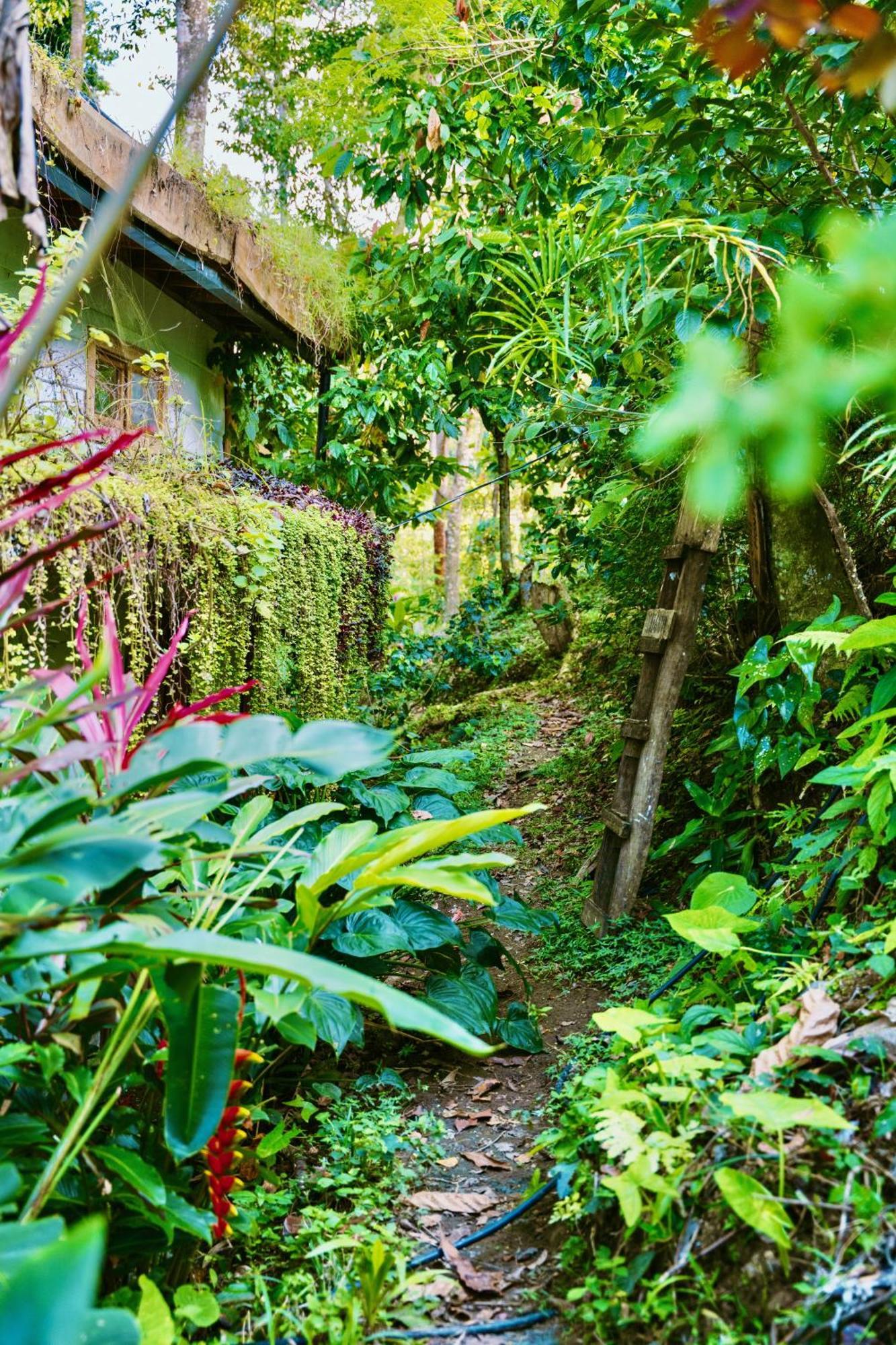 Villa Jungle Spirit Treehouse Cahuita Esterno foto