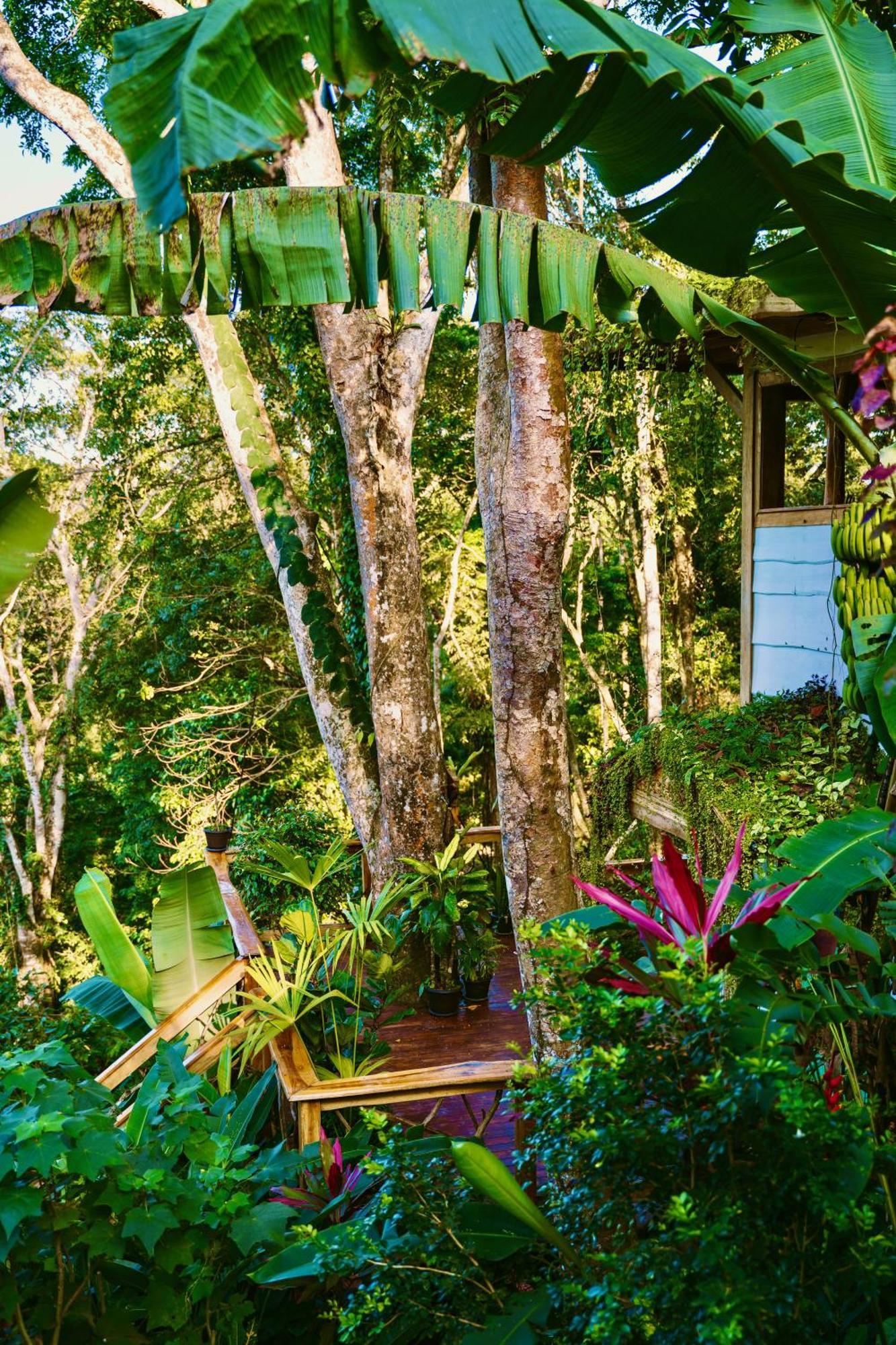 Villa Jungle Spirit Treehouse Cahuita Esterno foto