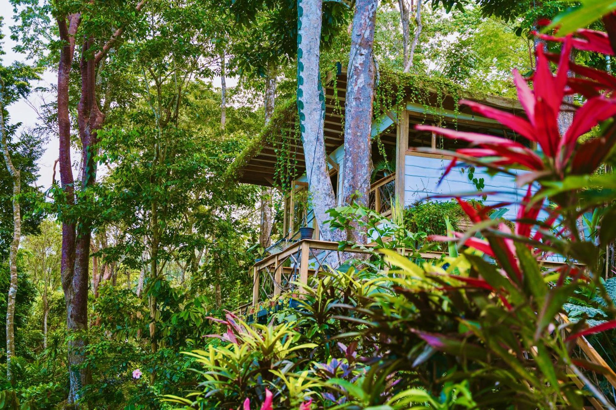 Villa Jungle Spirit Treehouse Cahuita Esterno foto